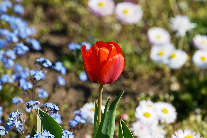 las flores, tulipanes, pétalos, jardín, primavera, flora, flor, verano, planta, color verde, cabeza de flor