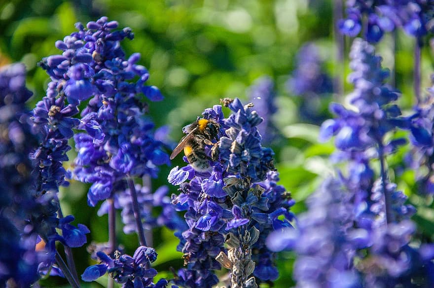 フラワーズ、植物、蜂、紫の、ラベンダー、春、環境、屋外の、フォーカス、庭園