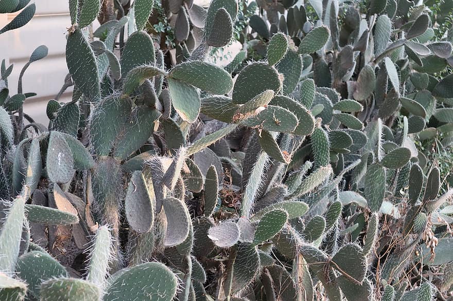 kaktus, have, natur