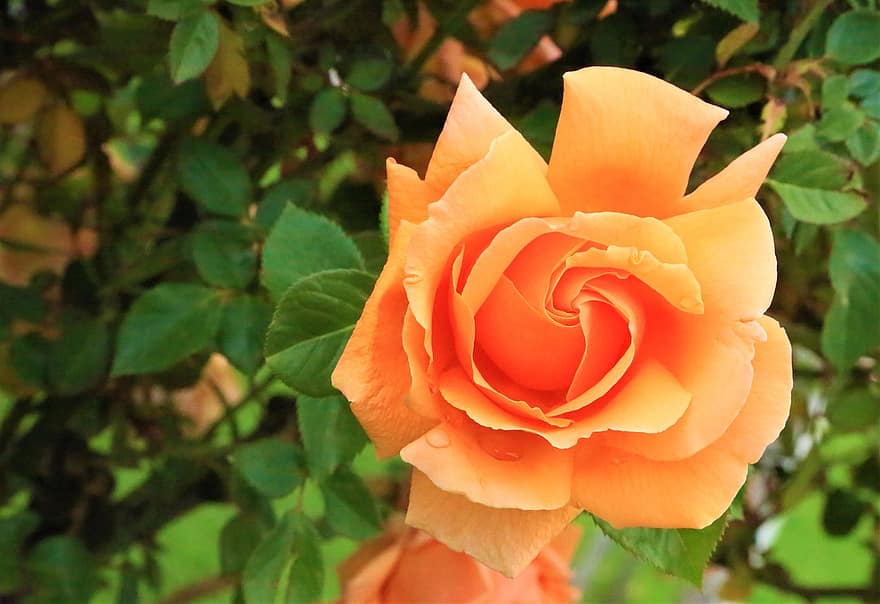 троянда, квітка, пелюстки, листя, апельсинова троянда, апельсинові пелюстки, помаранчева квітка, цвітіння, флора, квітникарство, садівництво