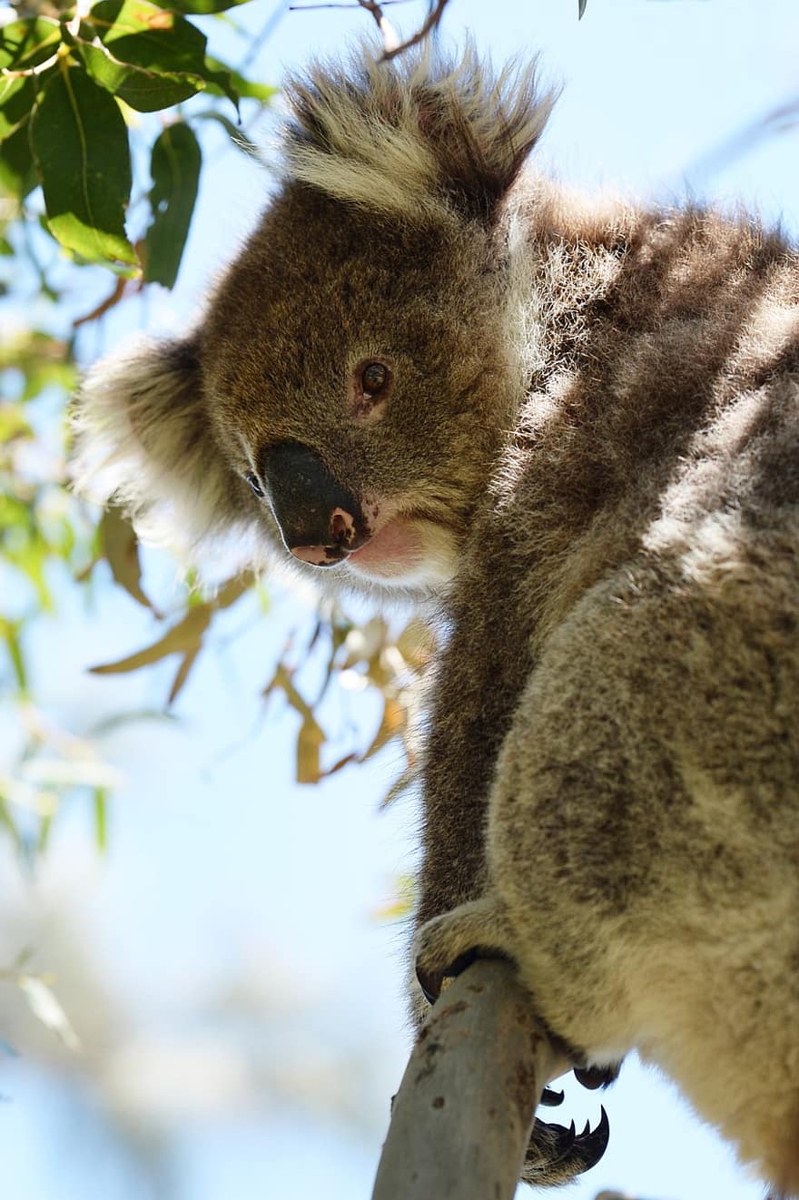 koala, berkantung, hewan, liar, mamalia, bulu, kebun binatang, margasatwa, pohon