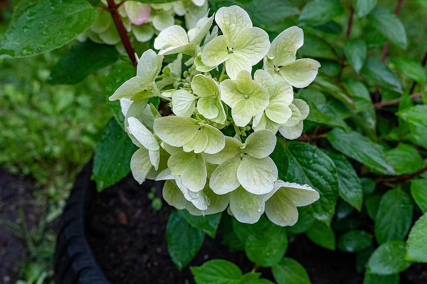 Hydrangea, Flowers, Garden, Spring, Nature, Plants, Bloom, leaf, plant, green color, close-up