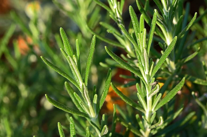 Rosemary, Herbs, Spices, Plant, Fresh, Food, Organic, Fragrant, Culinary Herbs