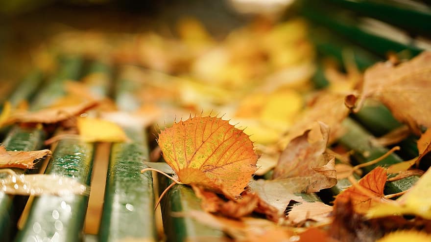 Daun-daun, dedaunan, tanaman, bangku, musim gugur, jatuh