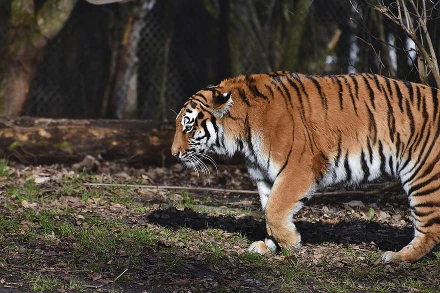 Tiger, Animal, Zoo, Siberian Tiger, Big Cat, Strip, Cats, Mammal, Nature, Wildlife, Animal Photography