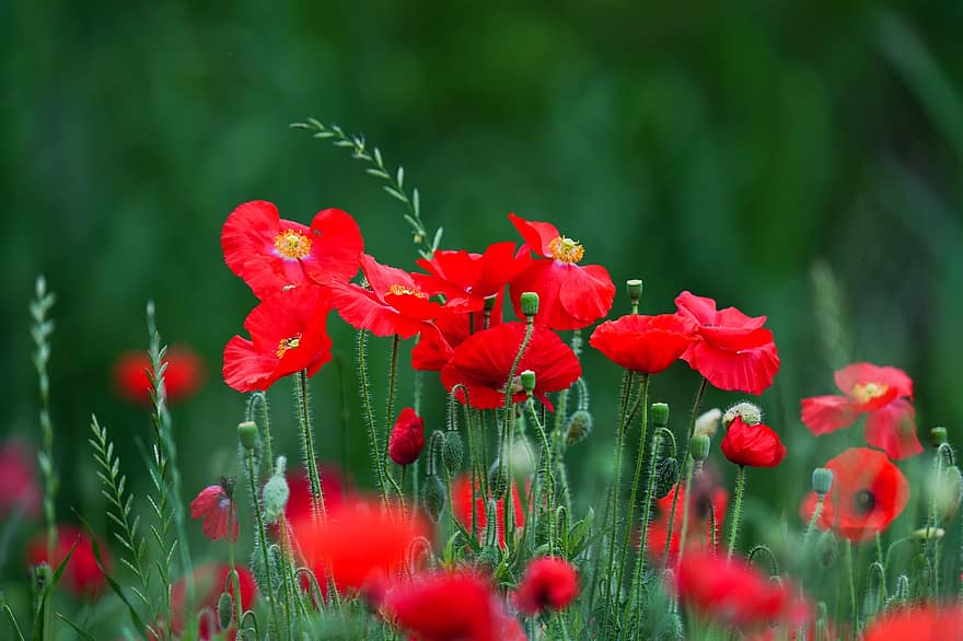 ポピー、赤いケシ、赤い花、フラワーズ、野の花、大韓民国、牧草地、庭園、花、夏、工場