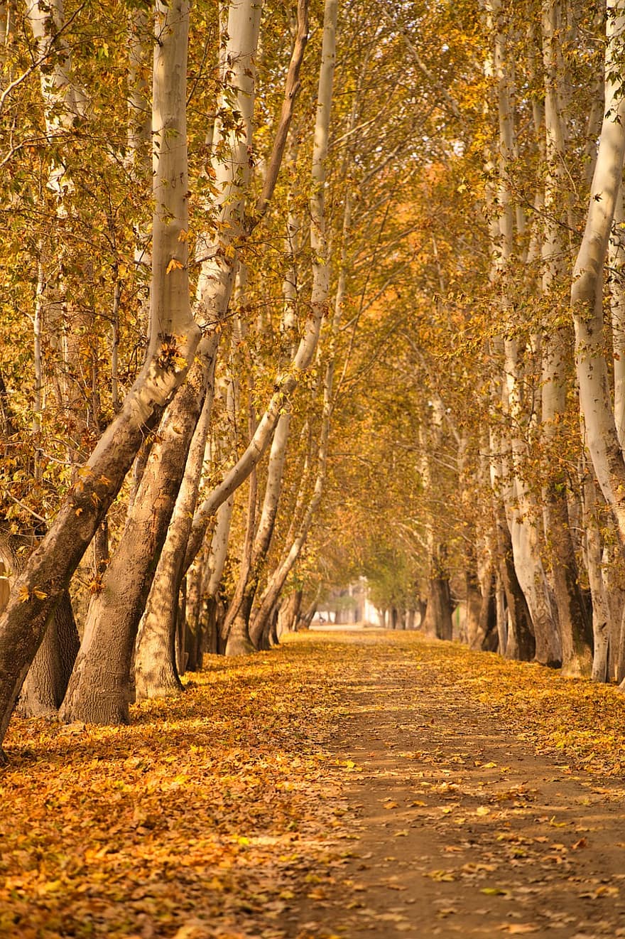木、秋、森林、パス、自然、アベニュー、葉、黄、シーズン、風景、田園風景