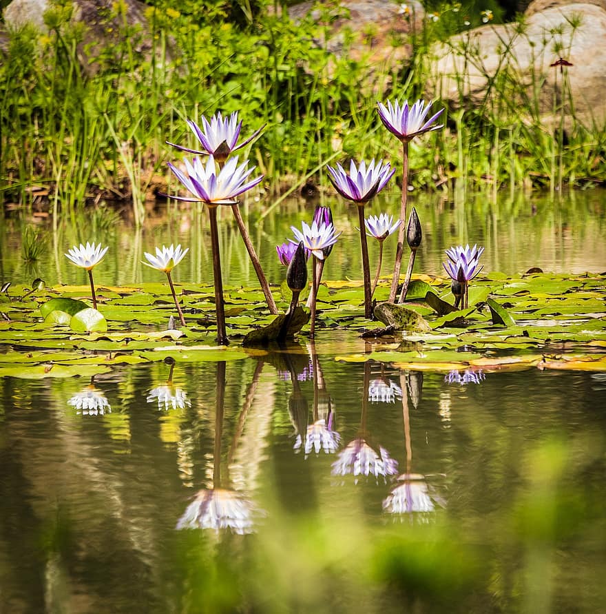 Teich, Wasserlilien, Lotus, Wasserpflanzen, Flora, Blumen, Natur