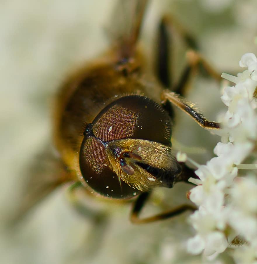 hmyz, včela, opylování, fotografování zvířat, flóra