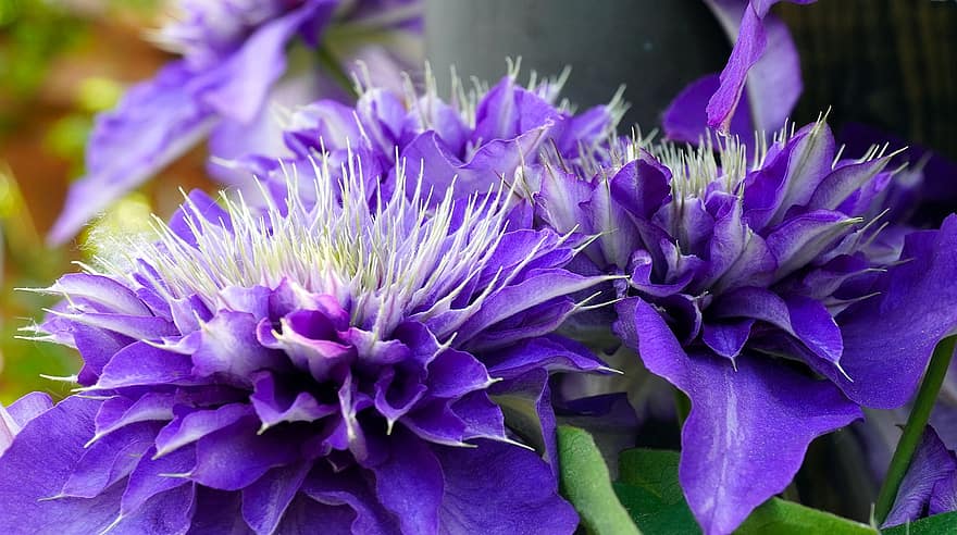 クレマチス、クライマープラント、紫色の花、花、咲く、自然、フローラ、庭園、閉じる、葉、工場