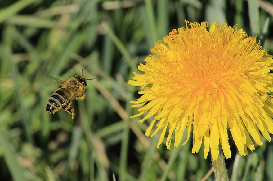 serangga, lebah, ilmu serangga, penyerbukan, bunga, berkembang, mekar, tanaman liar berbunga kuning cerah, menanam, makro, lebah madu