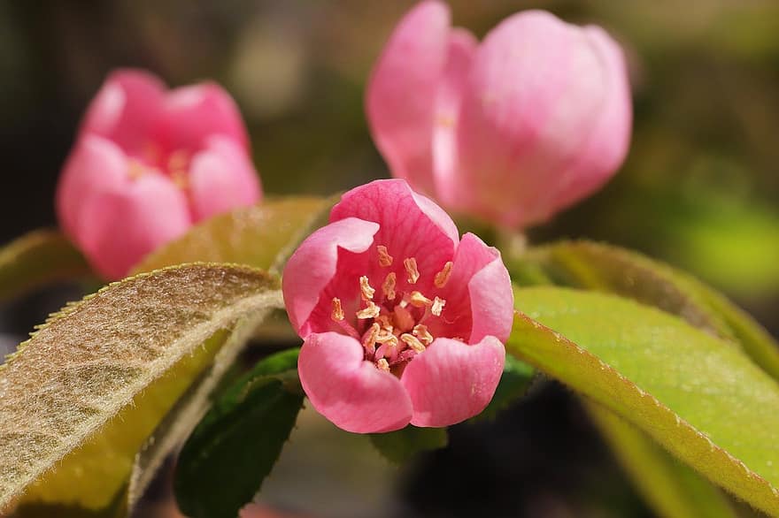 Spring, Flower, Garden, Quince Flower, Botany, Growth, Plant, Petals, Macro, Bloom, close-up