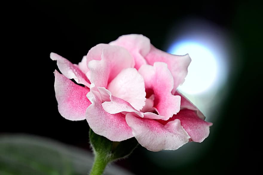 グロキシニア、花、工場、ピンクの花、花びら、咲く、閉じる、花弁、葉、フラワーヘッド、ピンク色