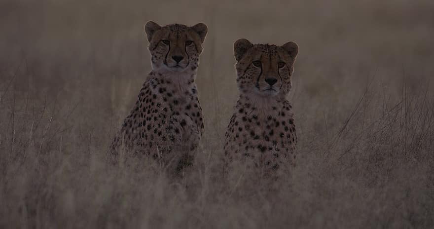 cheetah, dzīvnieki, safari, savvaļas dzīvnieki, zīdītājiem, lieli kaķi, plēsoņa, plēsēji, wildcats, bīstami, savvaļas