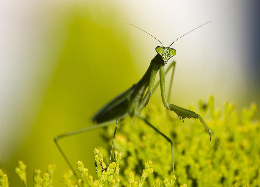 Mantis, Grasshoper, Insect, Praying Mantis, Green, Mantodea, Nature, Animal, Entomology, Macro, Close Up