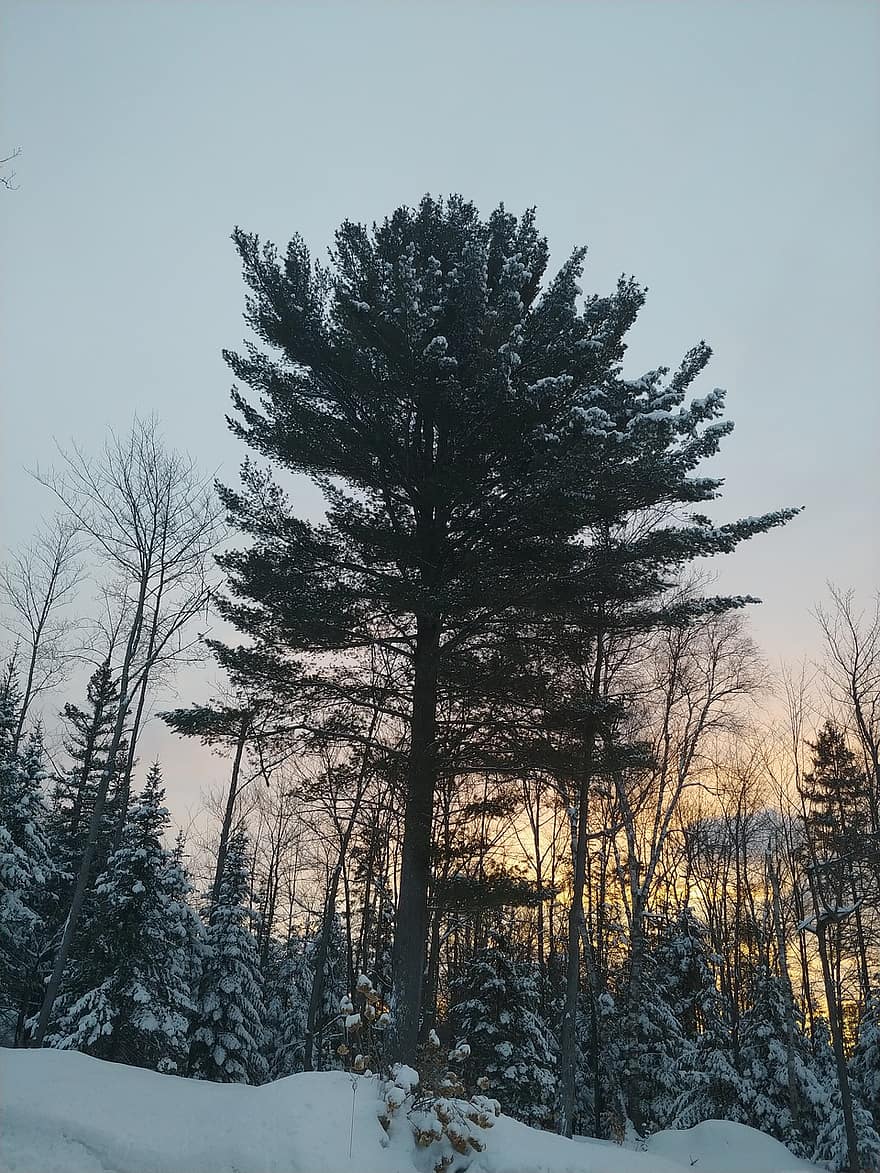 winter, bomen, seizoen, Bos, wildernis, bossen, buitenshuis, boom, sneeuw, dennenboom, landschap