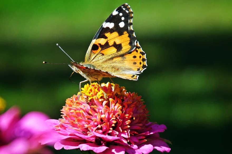 Schmetterling, Blume, Pollen, bestäuben, Bestäubung, Flügel, Schmetterlingsflügel, geflügeltes Insekt, Schmetterlinge, pinke Blume, blühen