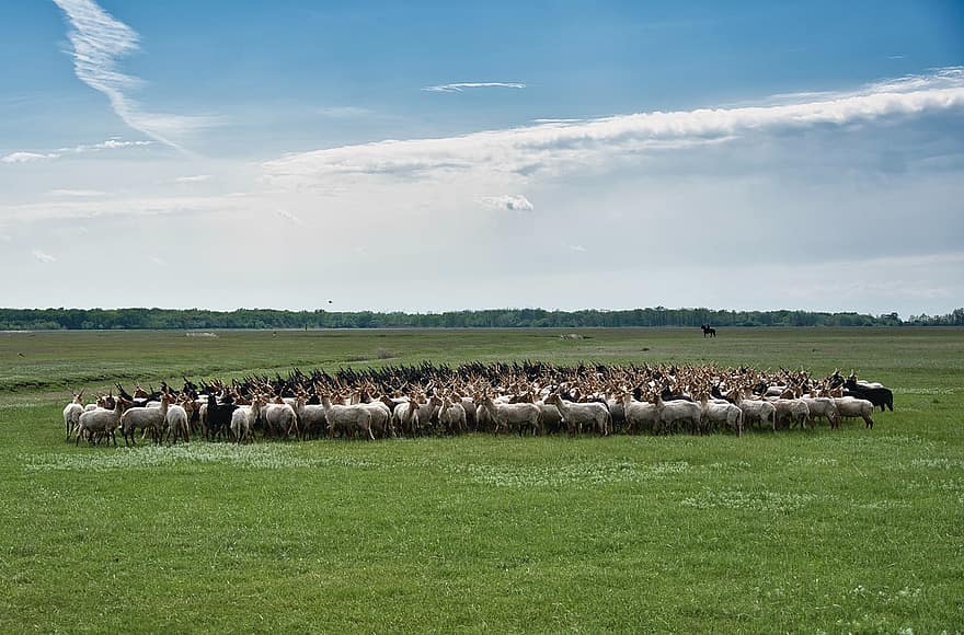 Herde, Schaf, zusammenfassen, Ungarn, Ebenen, Landschaft, traditionell, Gras, Wiese, Bauernhof, ländliche Szene