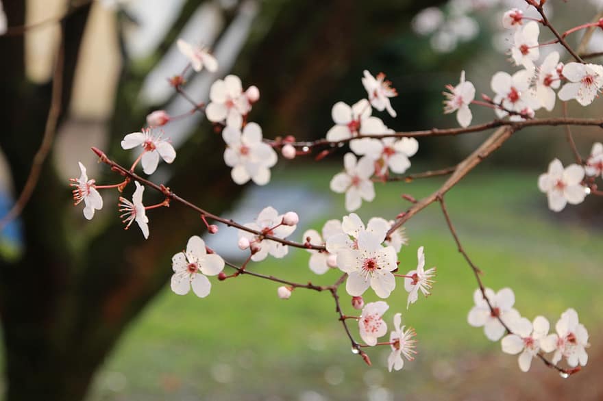 sakura, kukat, kirsikankukkia, valkoiset terälehdet, terälehdet, kukinta, kukka, kasvisto, kevään kukat, luonto, kevät