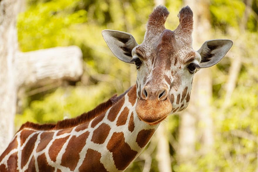 Giraffe, Tier, Zoo, Natur, Porträt, Tierpark Hellabrunn, Gras, Afrika, Tierkopf, Tiere in freier Wildbahn, Nahansicht