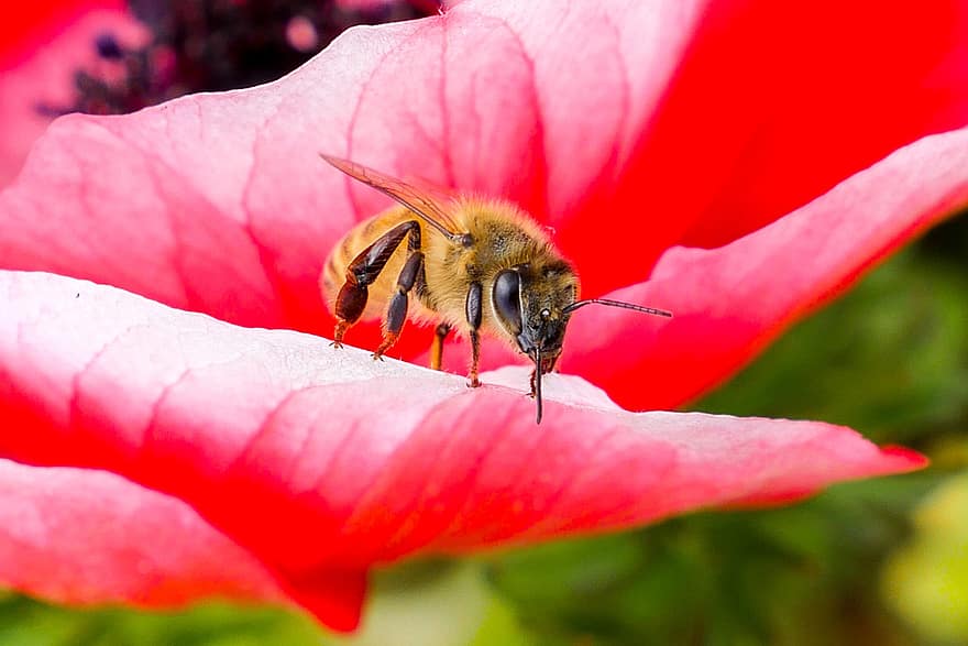 пчела, шмель, цветок, Лепестки, опыление, живая природа, сад, природа, желтый