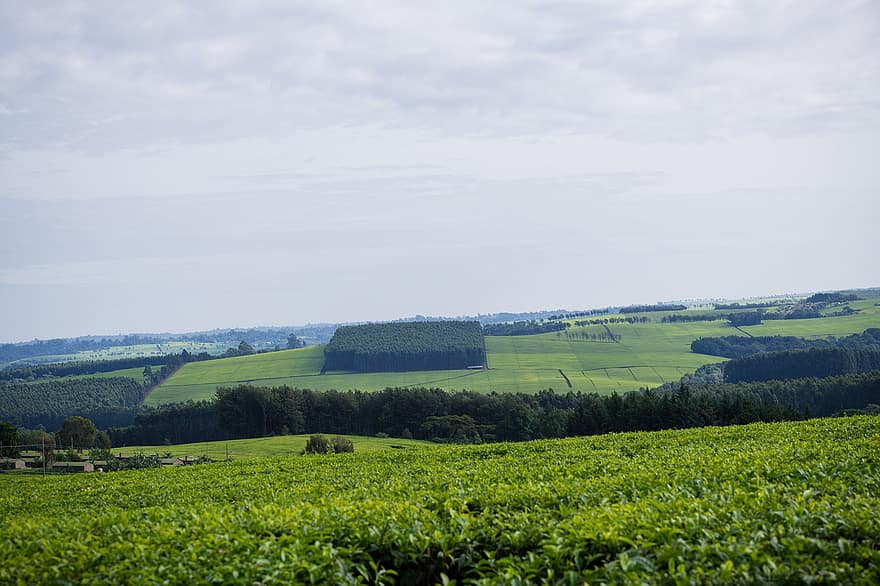 чайная плантация, Кения, сельское хозяйство, природа, сельская местность