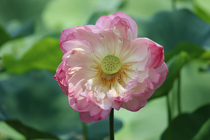 lotus, leknín, květ, růžový květ, lotosový květ, Příroda, rybník, flóra, rostlina, okvětní lístek, detail