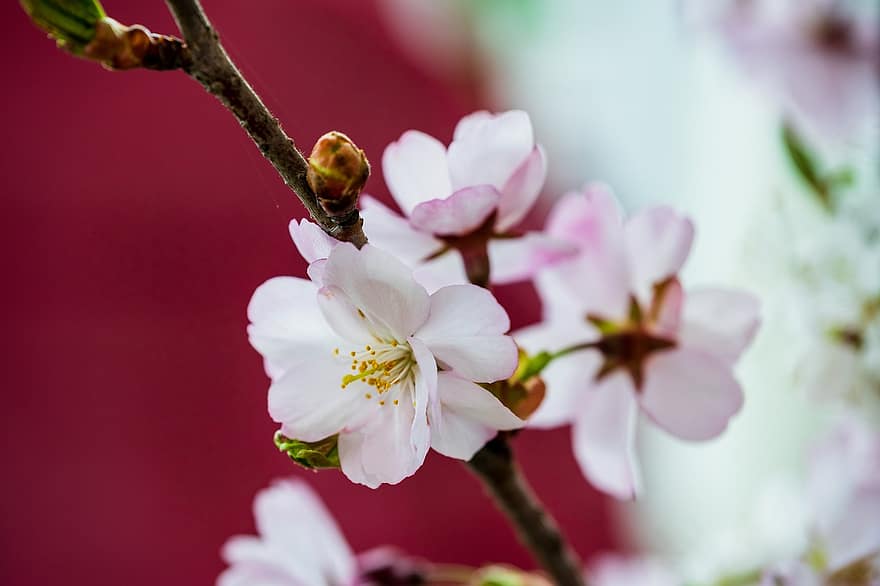 kersenbloesem, bloemen, de lente, sakura, bloeien, bloesem, tak, boom, natuur, detailopname, bloem