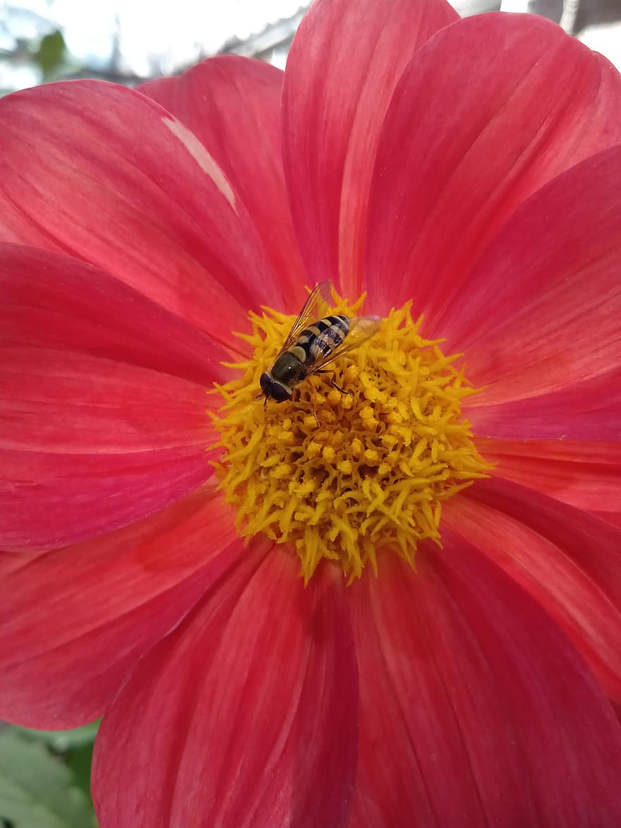 bi, insekt, pollinera, pollinering, blomma, vingad insekt, vingar, natur, Hymenoptera, entomologi