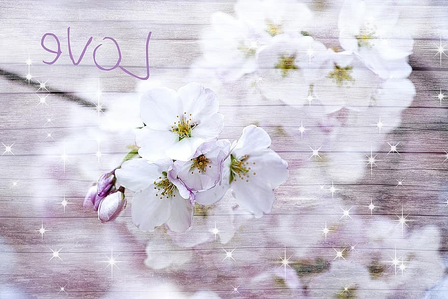 Kwiat Wiśni, drewno, miłość, kartka z życzeniami, romantyk