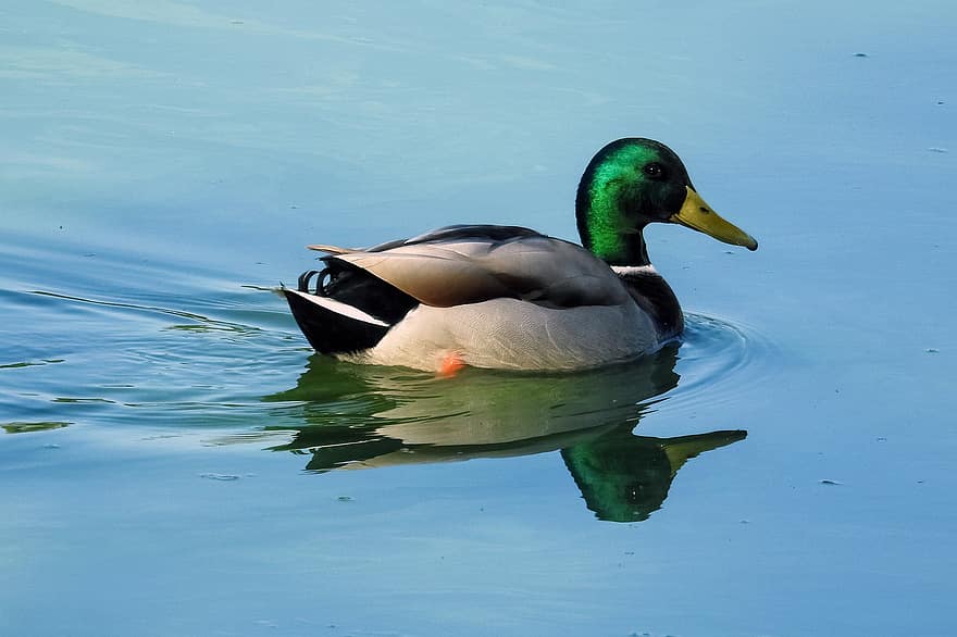 патица, зеленоглава патица, птица, клюн, пера, перушина, езеро, изтриване на патица, дивата природа, плуване, езерце