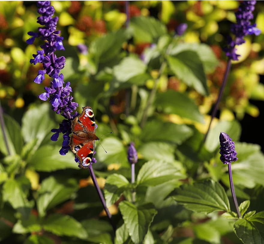 пеперуда, цветя, градински чай, насекомо, крила, лилави цветя, растение, градина, природа