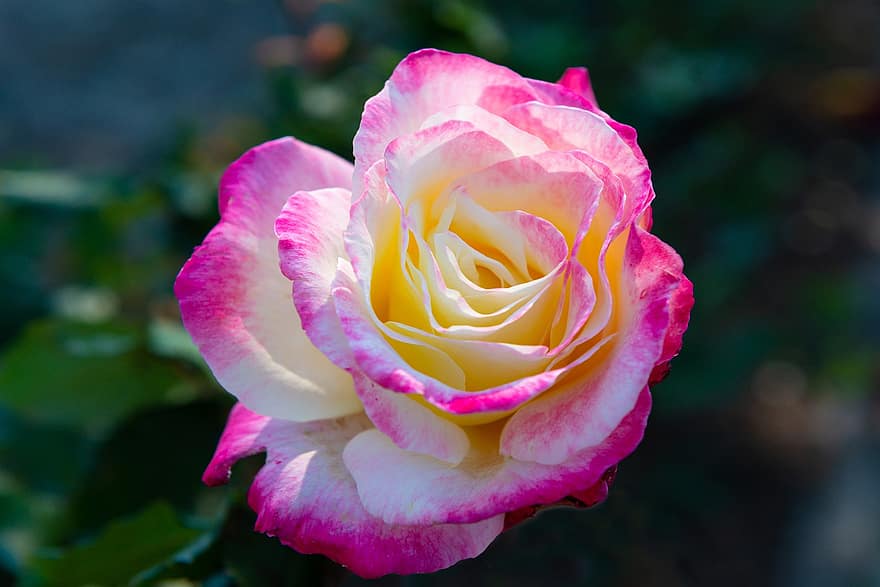 Rosa, flor, planta, pétalos, floración, flora, jardín, naturaleza, romántico, encantador, belleza
