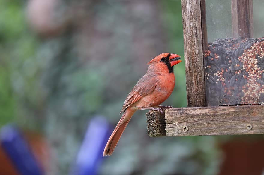 cardinale, uccello rosso, mangiatoia per uccelli, naturale, natura, animale, rosso, semi, all'aperto