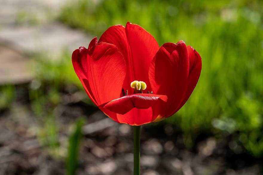 tulipán, piros tulipán, piros virág, virág, természet, kert, növény, nyári, virágfej, közelkép, virágszirom