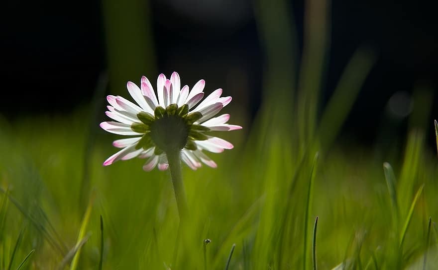 Daisy, Flower, Plant, Grass, Meadow, Pointed Flower, Wild Flowers, Petals, Spring, Blades Of Grass, Flora