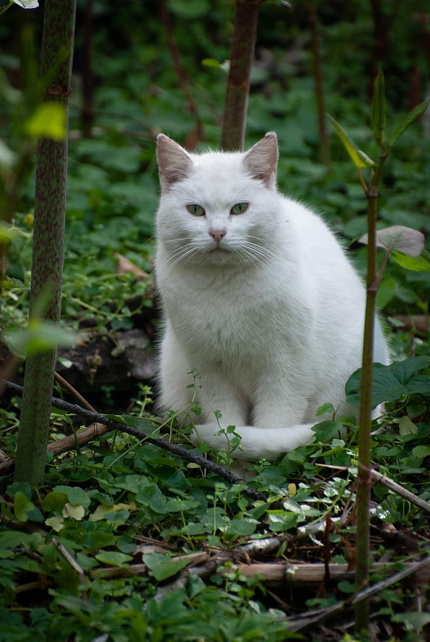 macska, házi kedvenc, természet, fehér macska, kandúr, állat, állati portré, macskaféle, cica, belföldi, házimacska