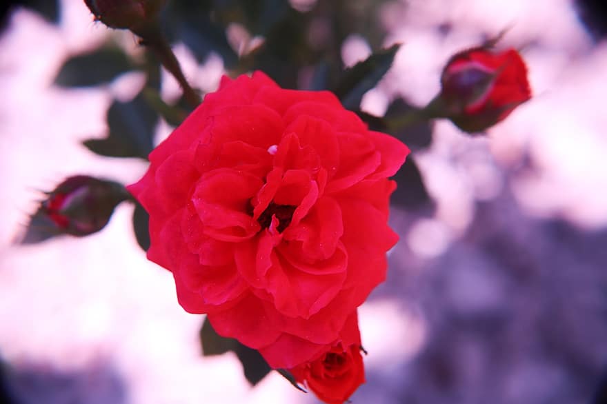 Rote Sprührosen, rote Rosen, Spray Rosen Blume, Rosenblüte, Sprührosen-Sorten, Mini-Spray-Rosen, Sprührosenfarben, Mini-Rosen, Sprührosen Pflanze, Gartenspray Rose, Rosenstiel
