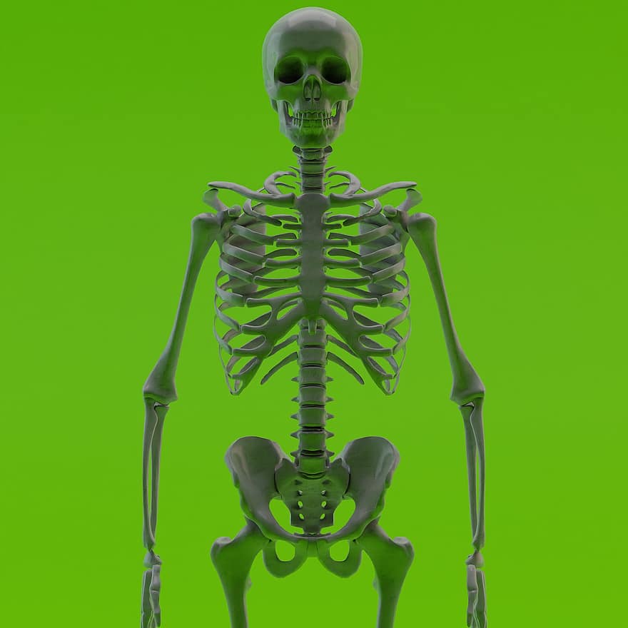 кости, череп, зелен екран, гръден кош, биология, гръбначен стълб, наука, тяло, скелетен, шега, зловещ