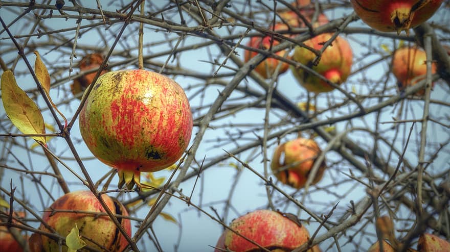 granátová jablka, ovoce, strom, granátové jablko strom, čerstvý, vyrobit, sklizeň, organický, podzim, Příroda, jídlo