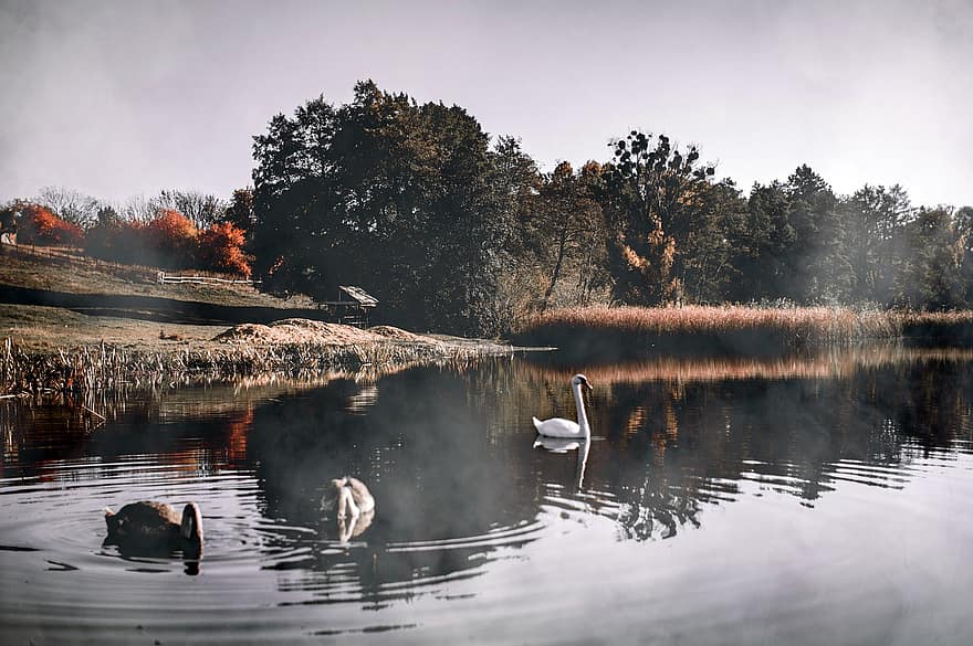 jezero, labutě, venkov, vodní ptáci, podzim