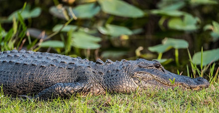 crocodile, alligator, reptile, prédateur, dangereux, animal, surface de l'eau, sauvage, jungle, Everglades, marais