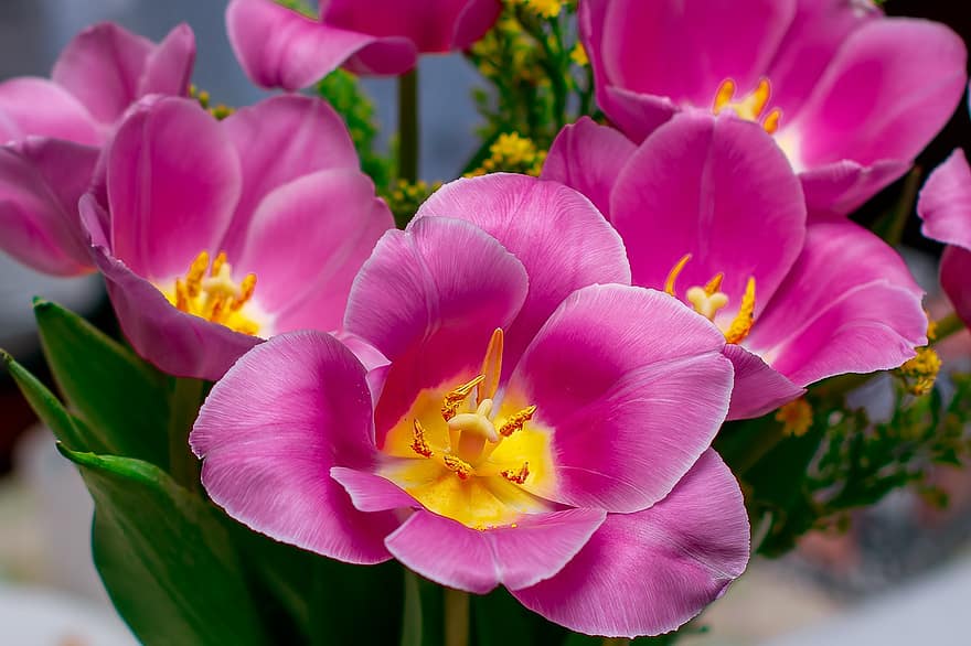 tulipaner, blomster, lyserøde blomster, kronblade, pink kronblade, flor, blomstre, flora, planter, natur, tæt på