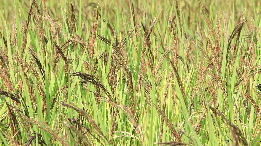 campo, prato, Grano, orzo, orecchio, macchina, Macchina trebbiatrice, raccogliere, Macchina per la raccolta del riso, coltivazione, Macchina per piantare la risaia