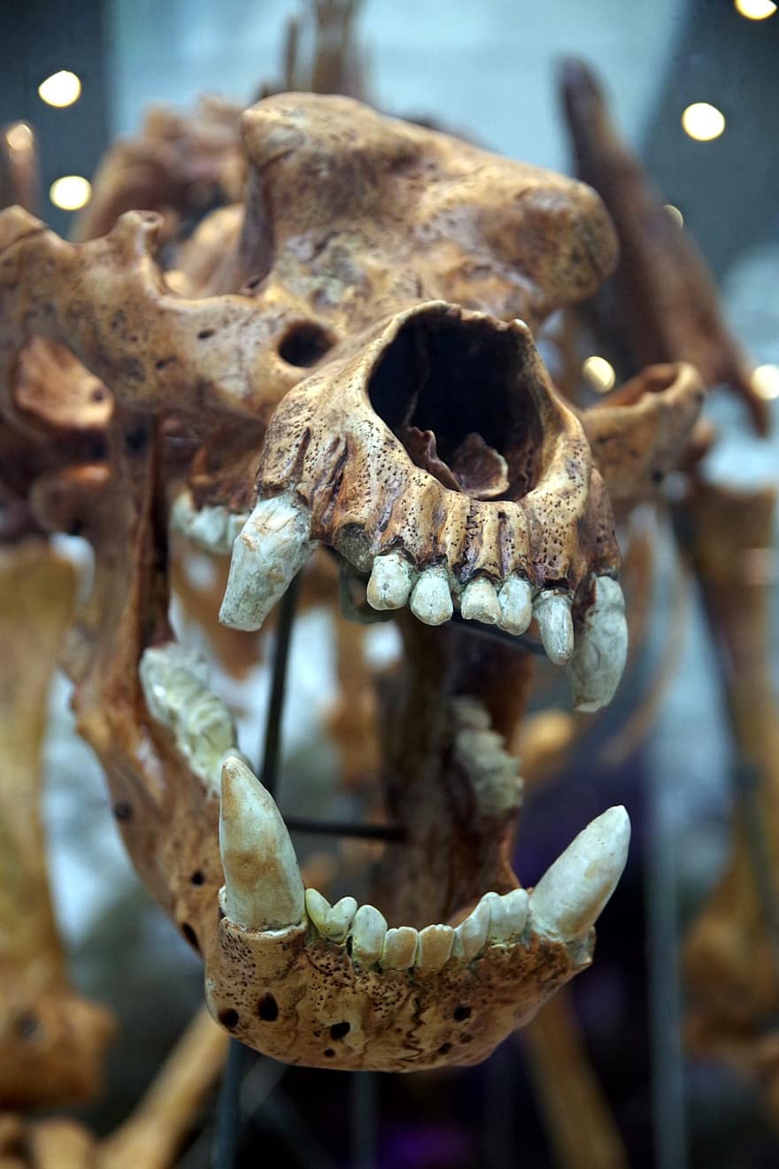 cranio, denti, zanne, predatore, scheletro, l'orso, originale, animale, spaventapasseri, il fantasma, pericoloso