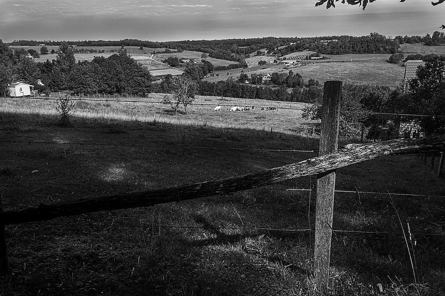 camp, tanca, creu, blanc i negre, contrast, paisatge, escena rural, herba, arbre, granja, bosc