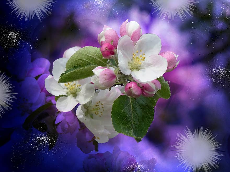 flor de macieira, Flor, flor, branco