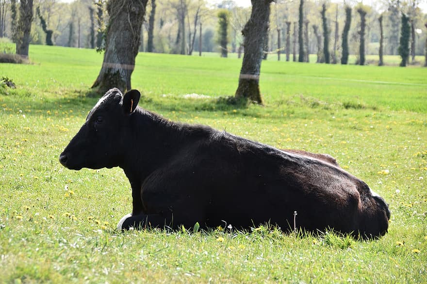 tehén, marha, állat, fekete tehén, tanya, fekvő tehén, háziállat, tejcsarnok, mezőgazdaság, préri, kérődző