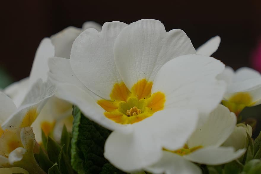 Flower, Primrose, Nature, Plant, Spring, Bloom, White, Botany, Blossom, Growth, close-up