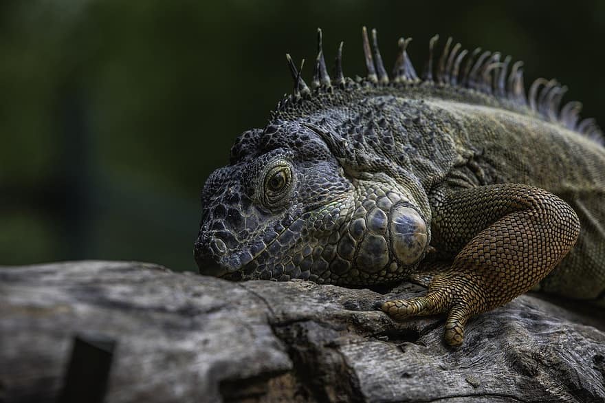 σαύρα, iguana, ερπετά, πράσινο ιγκουάνα, άγριο ζώο, άγρια ​​ζωή